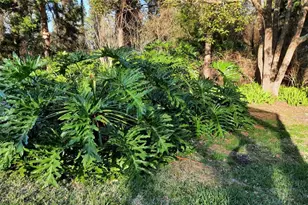 58 Burning Bush Dr, Palm Coast, FL 32137 - Photo 12