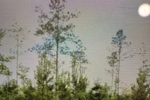 County Road 305, Bunnell, FL 32110 - Photo 1