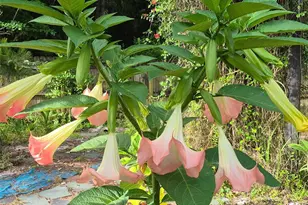[Address not provided], Bunnell, FL 32110 - Photo 42