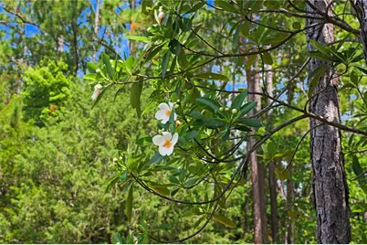 153897 County Road 108, Yulee, FL 32097 - Photo 92