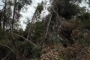 15518 State Road 19, Groveland, FL 34736 - Photo 22