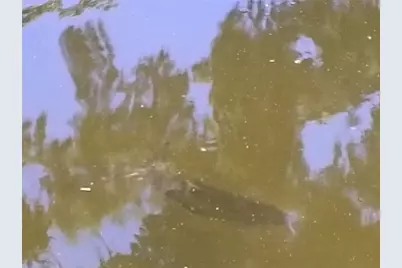 52 Outlet Drive, Lake Panasoffkee, FL 33538 - Photo 56