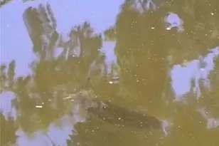 52 Outlet Dr, Lake Panasoffkee, FL 33538 - Photo 56