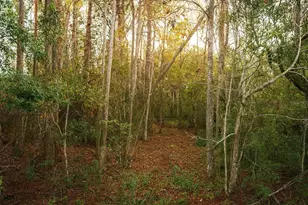 Tbd Cr-48, Yalaha, FL 34797 - Photo 1