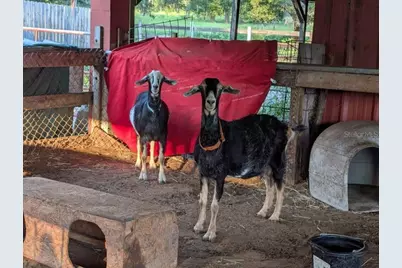 35126 William Lane, Eustis, FL 32736 - Photo 70