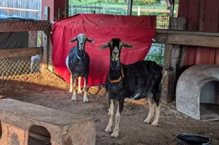 35126 William Ln, Eustis, FL 32736 - Photo 70