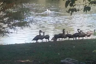 1024 - 1038 W Dixie Ave, Leesburg, FL 34748 - Photo 1