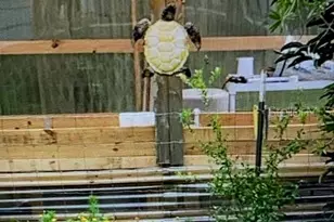 40130 County Rd 439, Umatilla, FL 32784 - Photo 22