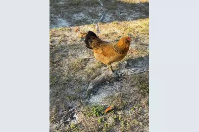 12512 Cr 685, Webster, FL 33597 - Photo 10