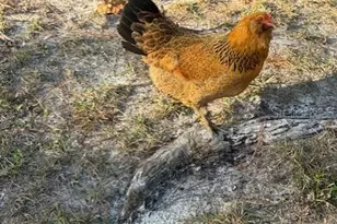 12512 Cr 685, Webster, FL 33597 - Photo 10