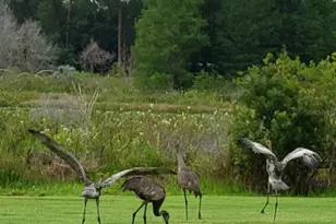 21046 County Rd 33, Groveland, FL 34736 - Photo 64