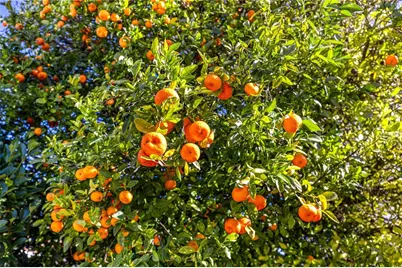 11255 SE 175th Ln, Summerfield, FL 34491 - Photo 30