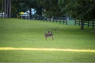 Blue Bird Court SW, Fort White, FL 32038 - Photo 4