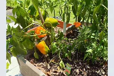 3607 Umbrella Tree Lane, Oxford, FL 34484 - Photo 50