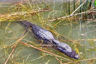 1120 Gardner Ln, Mount Dora, FL 32757 - Photo 52