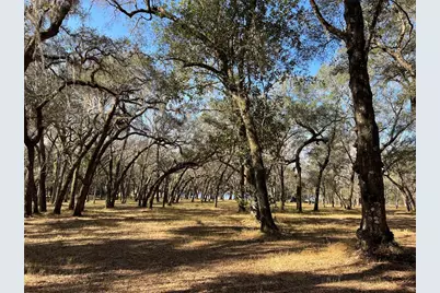 Forest  02 Road, Umatilla, FL 32784 - Photo 1