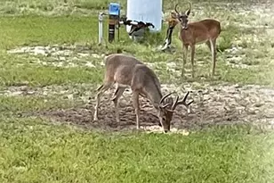 14020 SE 106th St, Ocklawaha, FL 32179 - Photo 54