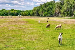 2713 Cr 776, Webster, FL 33597 - Photo 44