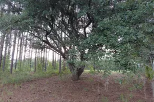 14240 Lost Lake Rd, Clermont, FL 34711 - Photo 8