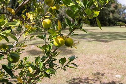 3897 SW Pinemount Road, Lake City, FL 32024 - Photo 22