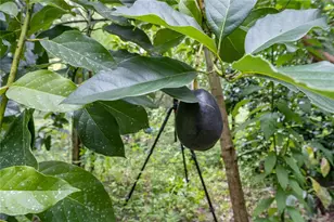 250 W West Lake Dr, Hawthorne, FL 32640 - Photo 18