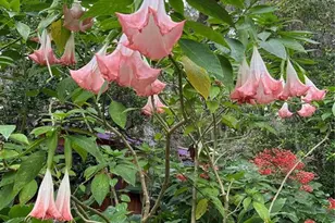 250 W West Lake Dr, Hawthorne, FL 32640 - Photo 88