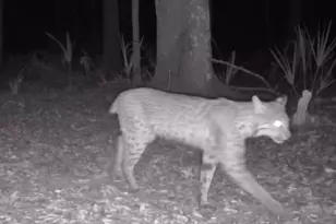 11810 SE County Road 234, Micanopy, FL 32667 - Photo 10