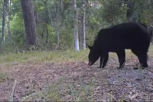 11810 SE County Road 234, Micanopy, FL 32667 - Photo 62