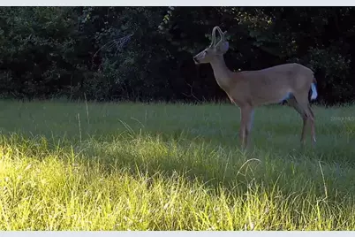 11810 SE County Road 234, Micanopy, FL 32667 - Photo 64