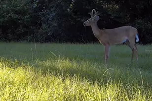 11810 SE County Road 234, Micanopy, FL 32667 - Photo 64