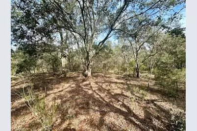 Nw County Road 236, Bell, FL 32619 - Photo 6