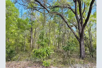 0 NW 30th Street, Chiefland, FL 32626 - Photo 8