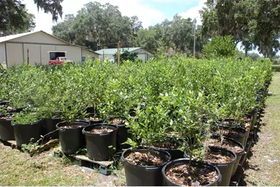 18811 SE 243rd Street, Hawthorne, FL 32640 - Photo 42