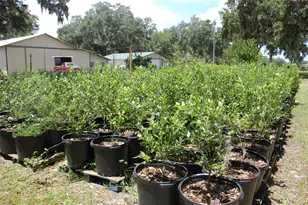 18811 SE 243rd St, Hawthorne, FL 32640 - Photo 42