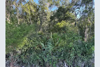 Ne Highway 351, Cross City, FL 32628 - Photo 8