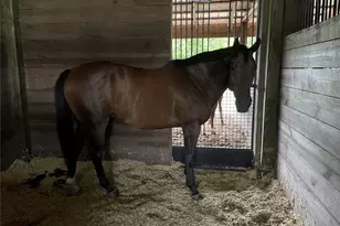 13009 NW 123rd Pl, Alachua, FL 32615 - Photo 64