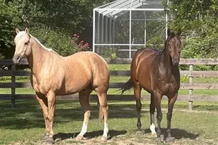 13009 NW 123rd Pl, Alachua, FL 32615 - Photo 62