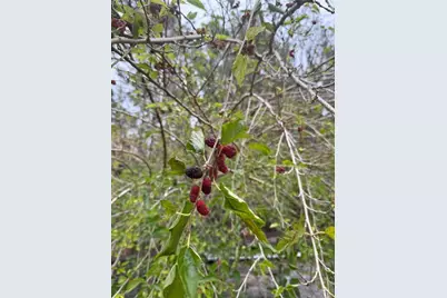 23216 NE 35th Avenue, Melrose, FL 32666 - Photo 20