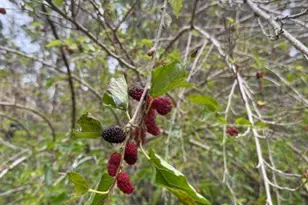 23216 NE 35 Ave, Melrose, FL 32666 - Photo 20