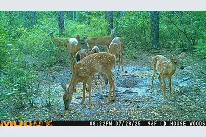 11309 SW 167th Circle, Brooker, FL 32622 - Photo 52