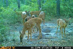 11309 SW 167th Cir, Brooker, FL 32622 - Photo 52