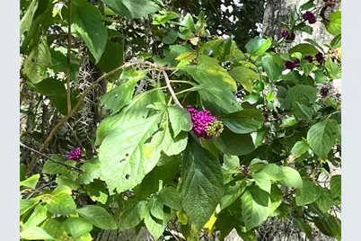 17411 NE County Road 1471, Waldo, FL 32694 - Photo 18