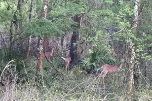 29002 River Run Rd, Branford, FL 32008 - Photo 40