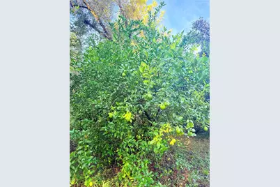 7324 NW 152 Place, Alachua, FL 32615 - Photo 4