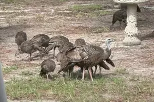 11160 NW 5th Ave, Branford, FL 32008 - Photo 96