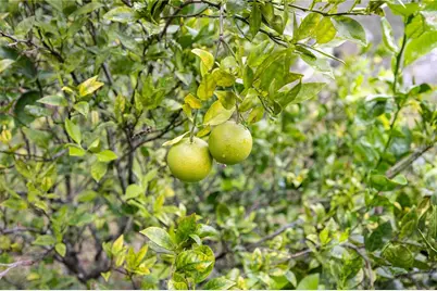 7 55th Street, Yankeetown, FL 34498 - Photo 72