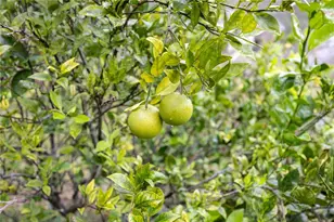 7 55th St, Yankeetown, FL 34498 - Photo 72