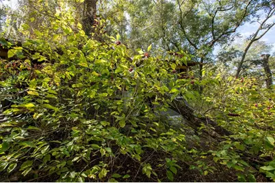 6639 County Road 214, Keystone Heights, FL 32656 - Photo 14