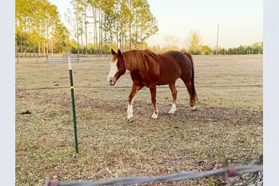 23016 NW 102nd Avenue, Alachua, FL 32615 - Photo 20