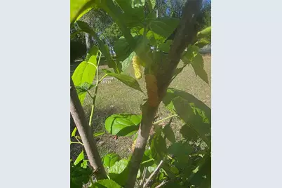 0 NW 60th St, Chiefland, FL 32626 - Photo 26